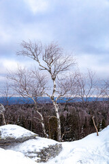 In winter, a birch tree stands on a hill, around mountains, rocks and forests