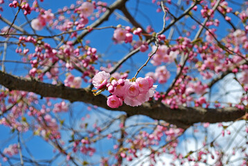 Fototapeta na wymiar Blooming pink sakura in spring