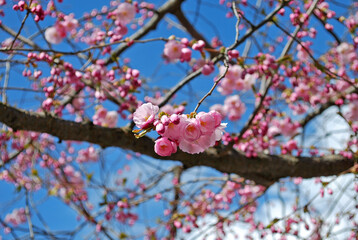 Blooming pink sakura in spring