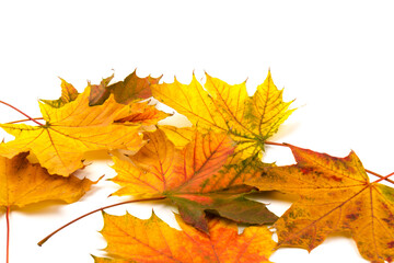 Fototapeta premium Autumn maple leaf close-up on white background. rich color background