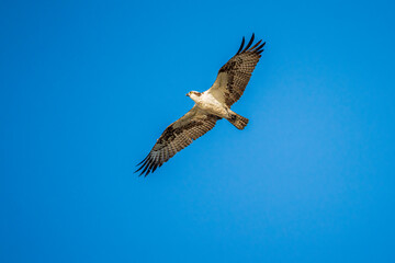 osprey in flight