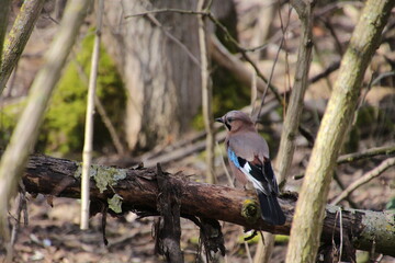 Jay Garden bird on a branch in a park in Berlin, Germany