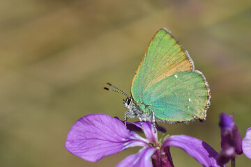 Little green butterfly on a pink wildflower. Green Hairstreak - Callophrys rubi