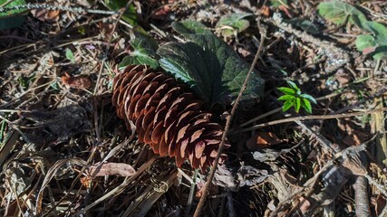spruce cone on the ground
