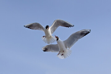 Fototapeta na wymiar Close-up flying Black-headed gull in the sky on plain background
