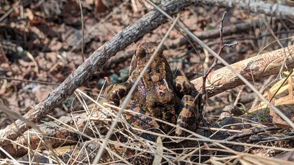 frog on dry branch