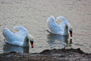 Swan pair front one in focus