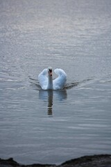 Swan swimming forward wings curved