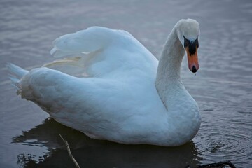 Swan with water drip on beak.