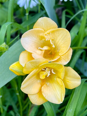 Fototapeta premium Terrestrial yellow orchid in the garden.