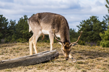 Hirsch