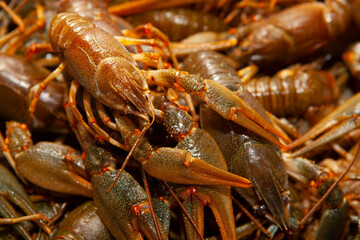 image of fresh cancer background 