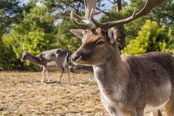 Hirsch