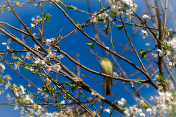 Obraz premium Small yellow bird on a white cherry tree branch and blue clear sky on background