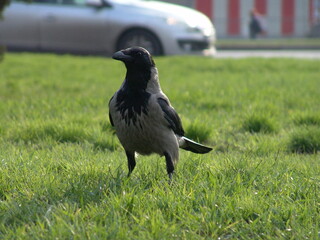 crow on the grass