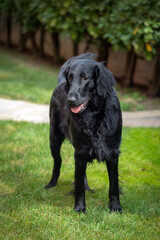 Golden retriever black