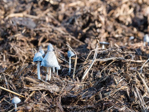 Champignon poussant sur du fumier