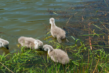 pair of swans with little swans