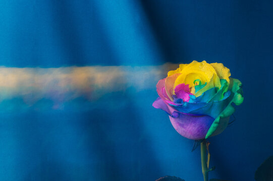 Multicolor Rose. Amazing Rainbow Rose Flower On Blue Background In Motion, Multiple Exposure