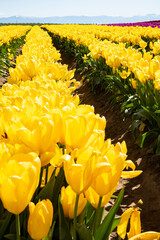 Rows of yellow tulips in bloom