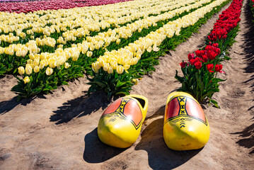 rows of tulips and a pair of wooden shoes