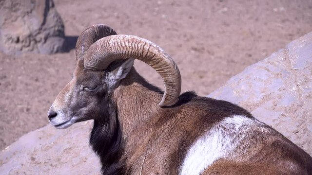 European mouflon basking in the sun lying on a stone, domestic sheep in the afternoon close-up