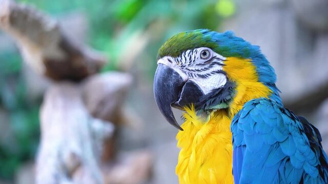 Blue macaw parrot with a huge beak looks at the camera close-up