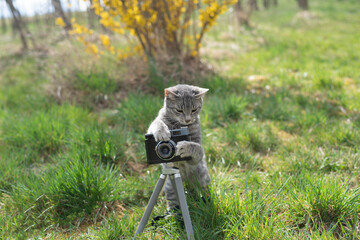 Grumpy cat taking photos, using  a camera outside in nature