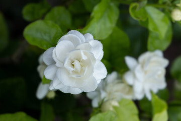 close-up white bloom Jasminum sambac in green nature background