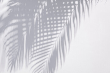 shadows palm leaf overlay on white concrete wall texture background, summer concept