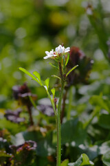 Closeup of flower, leaf and siliquae of Hairy bittercress