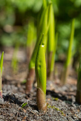 Shoots, rolled up leaves of Lily of the valley in spring