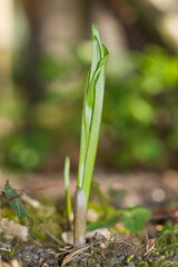 Shoots, rolled up leaves of Lily of the valley in spring