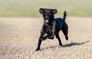 Black Labrador retriever portrait, outside in a park, running and playing. 