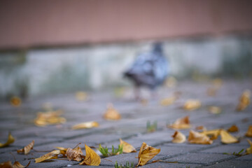 Pigeon walking on the street on blurred background. Autumn and falling leaves on the ground