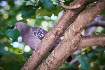 Pigeon on a branch in the park close-up
