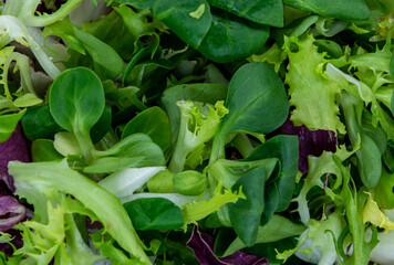 mix of green lettuce leaves view from top close-up