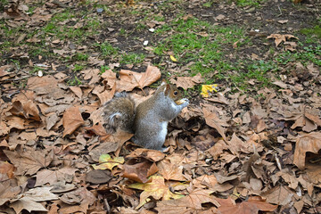 Squirrel sits in a meadow in autumn leaves