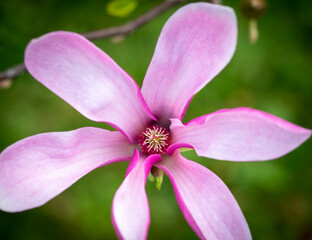 pink magnolia macro photo close up