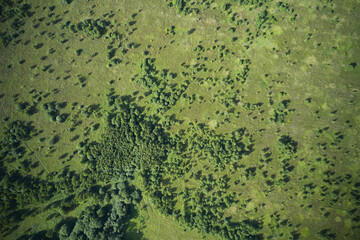 Sparse growth of trees aerial view