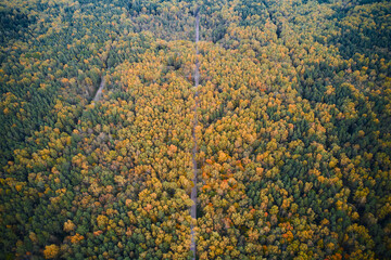 Fototapeta na wymiar Aerial of the forest with narrow footpaths in public park in autumn