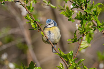 Blue tit (Parus caeruleus) resting on tree branch