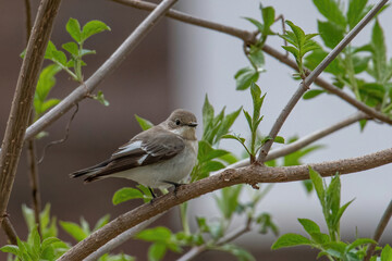Collared Flycatcher bird (Ficedula albicollis) Singing Bird