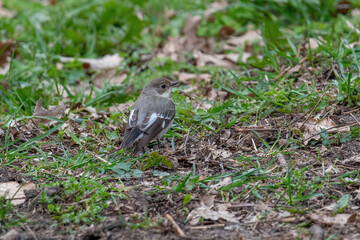 Collared Flycatcher bird (Ficedula albicollis) Singing Bird