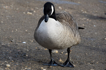 country goose branta canadensis