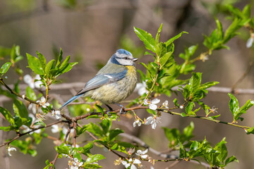 Blue tit (Parus caeruleus) resting on tree branch
