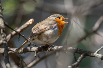 Close up photo of European robin (Erithacus rubecula)