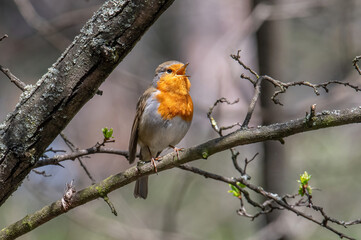 Close up photo of European robin (Erithacus rubecula)
