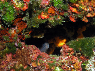 Mediterranean moray in Adriatic sea, Croatia