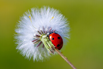 Tiny red ladybug on dandelion flower